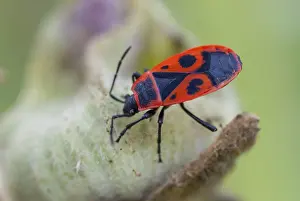 Orange Colored Bug Drucke: Firebug, common fire bug, Pyrrhocoris apterus