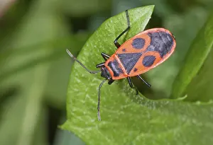 Natural Environment Wildlife Photo Drucke: A firebug (Pyrrhocoris apterus) sits on a leaf