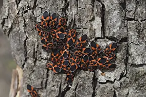Animal Behaviour Mating Season Drucke: Two firebugs mating and walking backwards