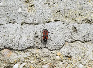 Close Up Wildlife Photography Drucke: Two firebugs mating and walking backwards