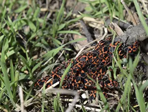 Close Up Insect Photos Drucke: Firebugs mating and walking backwards