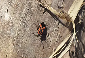 Macro Insect Photography Drucke: Two firebugs mating and walking backwards
