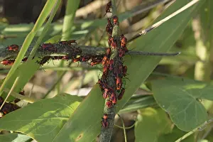 Wildlife Macro Photography Drucke: Firebugs mating and walking backwards