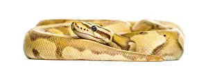 Studio Shot Reptile Drucke: Firefly python, isolated on white