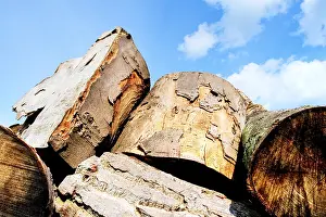 Tree Bark Texture Drucke: Firewood