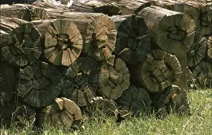 Dry Firewood Drucke: Firewood, dry logs