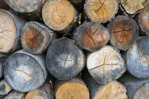 Wood Pile Storage Drucke: Firewood stack