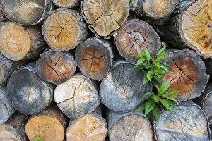 Wood Pile Storage Drucke: Firewood stack