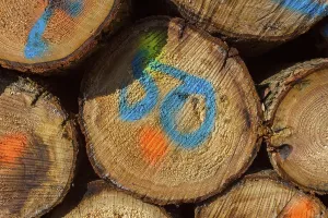 Odenwald Germany Drucke: Firewood Stack with Colored Markers