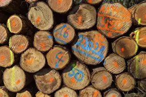 Odenwald Germany Drucke: Firewood Stack with Colored Markers