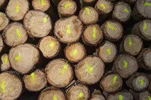 Odenwald Germany Drucke: Firewood Stack with Colored Markers