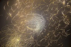 Fireworks Celebration Drucke: Fireworks