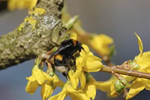 Empty Landscape With Blooming Flowers Drucke: One of the first bumblebees of the year
