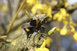 Drucke von Ein Bienenkönigin, die sich auf einem gelben Blütenblatt erwärmt Hymenoptera Drucke: Ein Bienenkönigin der ersten Generation des Sommers.
