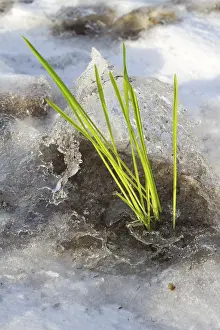 Early Blooming Plants Drucke: The first plants warmed by the spring sun