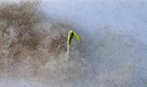 Early Flowering Plants Drucke: The first plants warmed by the spring sun
