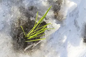 Spring Awakening Flowers Drucke: The first plants warmed by the spring sun