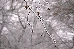 Deserted German Landscape Winter Drucke: First snow on branches of trees
