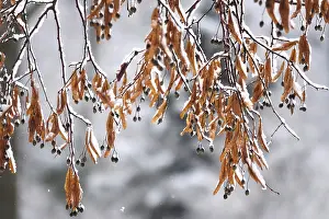 Deserted Tree Branch Scene Drucke: First snow on branches of trees