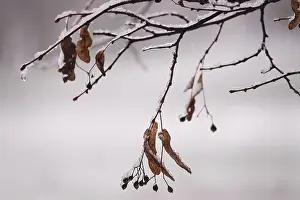 Central European Fall Season Drucke: First snow on branches of trees