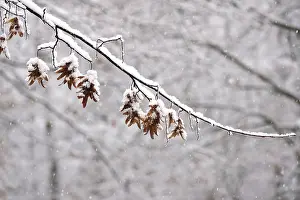 European Autumnal Scene Drucke: First snow on branches of trees