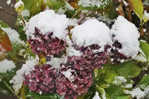 Germany Winter Landscape Drucke: First snow, hydrangeas, Germany