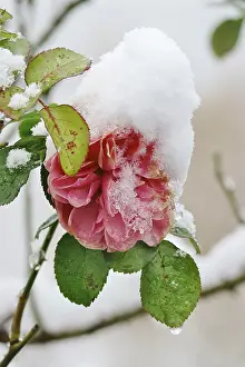 Deserted Flowering Plant Drucke: First snow, Rose, Germany