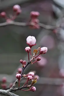 German Tree Blossom Drucke: First tree blossom in March, Germany
