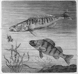 Freshwater Fish Illustrations Drucke: Fish, 1. pikeperch, syn. also sander
