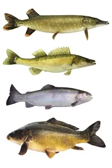 Drucke von Fisch 145 N Drucke: Fisch 145