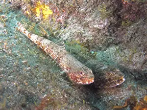 Drucke von Zwei Fische, Atlantischer Lizardfish (Synodus saurus), versteckt in einer Algen bedeckten Meeresboden, Tauchplatz Risco Verde, Arinaga, Gran Canaria, Spanien, Europa, Atlantischer Ozean L Drucke: Zwei Fische, Atlantischer Lizardfish (Synodus saurus).