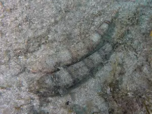 Drucke von Zwei Fische, Atlantischer Lizardfish (Synodus saurus), liegen gut getarnt auf dem sandigen Meeresboden, Risco Verde Tauchplatz, Arinaga, Gran Canaria, Spanien, Europa, Atlantischer Ozean L Drucke: Zwei Fische, Atlantischer Lizardfish (Synodus saurus).