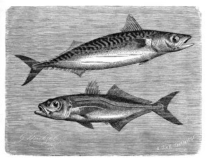 Fisch, Atlantischer Makrele (Scomber scombrus)