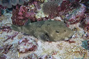 Bilder Datiert 18. Juli 2024: Giant pufferfish print