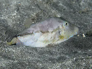 Drucke von Ein Fisch mit einem farbenfrohen Schuppenmuster, der Pufferfisch mit spitzem Kopf (Canthigaster rostrata), schwimmt über einem sandigen Meeresboden am Tauchplatz Playa, Los Cristianos, Teneriffa Kugelfisch Drucke: Ein Fisch mit einem farbenfrohen Schuppenmuster.