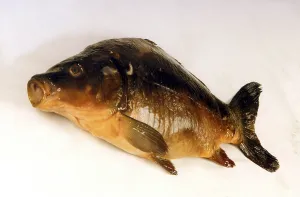 Bony Fish Drucke: Fish dead