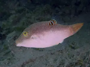 Bilder Datiert 2. August 2024: Peters pufferfish print