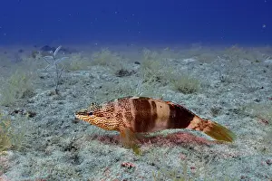 Wildlife Photography Spain Drucke: A fish with distinctive marbling