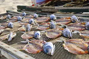Stockfish Drying Process Drucke: Fish drying outside, closeup
