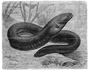 Fisch, elektrischer Eidechse, Elektrophorus