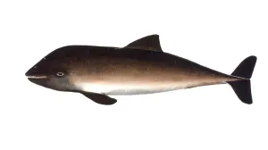 Historical Wildlife Illustrations Drucke: Fish, Fish, Delphinus phocoena