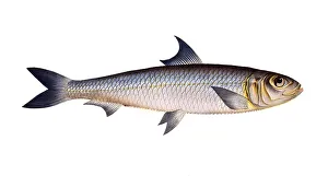 European Pilchard Drucke: Fish, Fish, Fish genus Herring