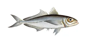 Historical Fish Illustration Drucke: Fish, Fish, Group of perch relatives