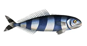 Historical Fish Illustration Drucke: Fish, Fish, Group of perch relatives