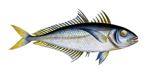 Digitally Restored Woodcuts Drucke: Fish, Fish, Group of perch relatives