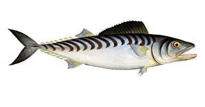 Fisch Fische Gruppe von Hechtverwandten Scomber sarda die Schuppenbrust Historisch digitaler Restaurierung aus einem Original des 19. Jahrhunderts Datums nicht angegeben