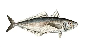 Historical Fish Illustration Drucke: Fish, Fish, Group of perch relatives