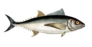 Historical Fish Illustration Drucke: Fish, Fish, Group of perch relatives