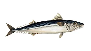 Historical Fish Illustration Drucke: Fish, Fish, Group of perch relatives