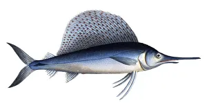 Historical Fish Illustrations Drucke: Fish, Fish, Group of perch relatives
